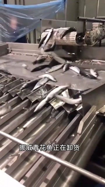 挪威青花魚 從遠洋漁輪到餐桌的鮮美之旅